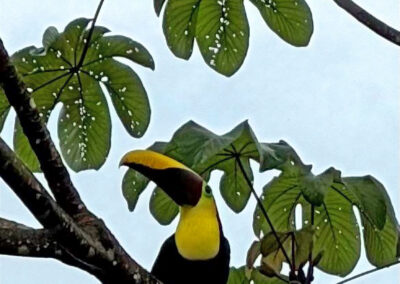 A bird perched on a tree branch in Costa Rica.